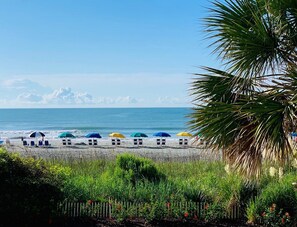 A beach with rows of beach chairs and umbrellas, a palm tree, and a fence.