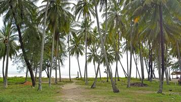 A pathway leading through a palm grove with a beach in the background.