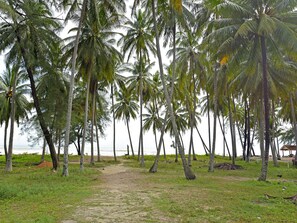A pathway leading through a palm grove with a beach in the background.