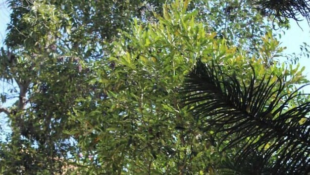 Un jardin avec différents arbres et plantes, un sentier et un bâtiment dont le mur du fond est décoré d’une fresque.