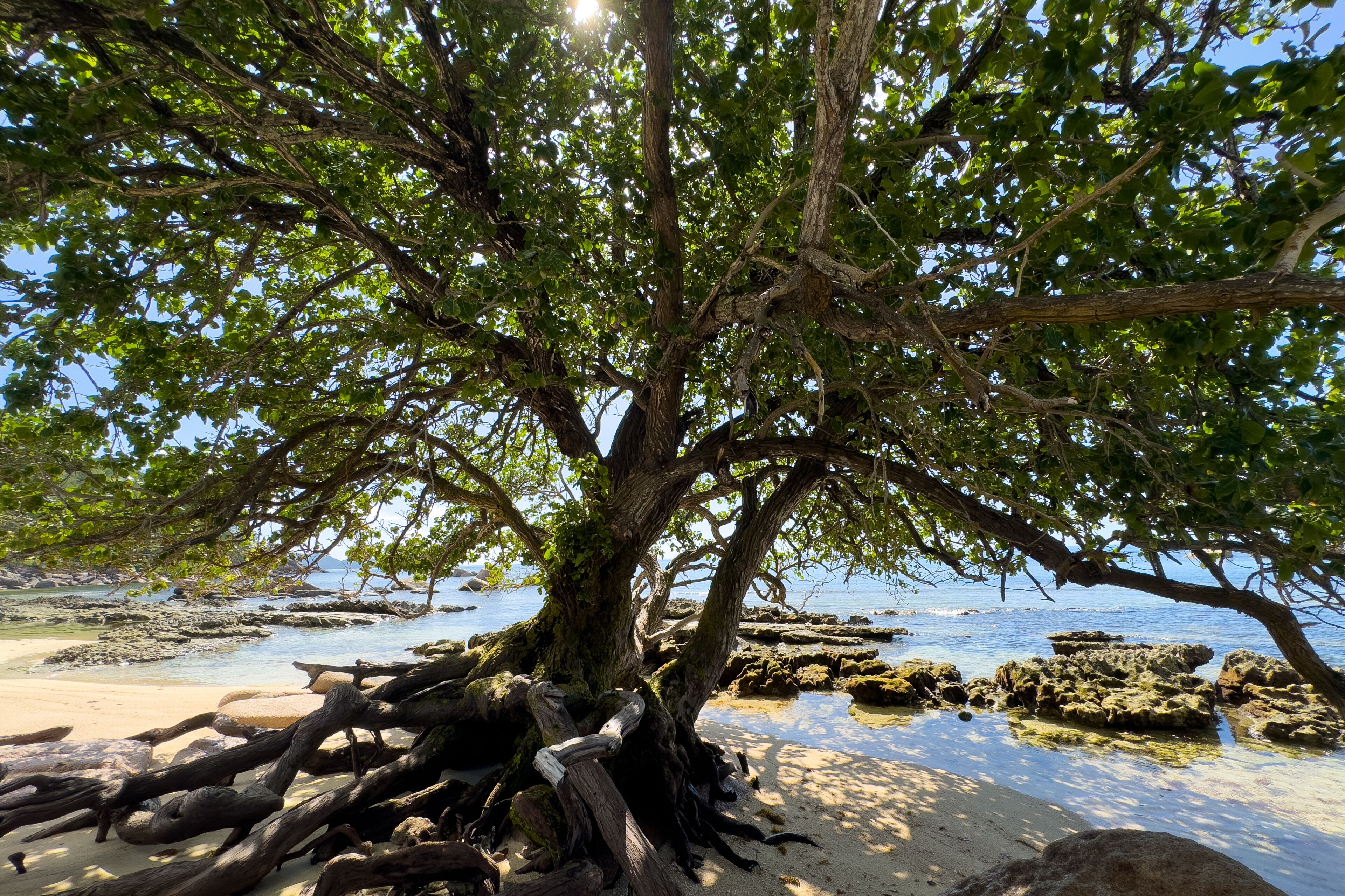 Un árbol con raíces y ramas extensas sobre una playa rocosa.