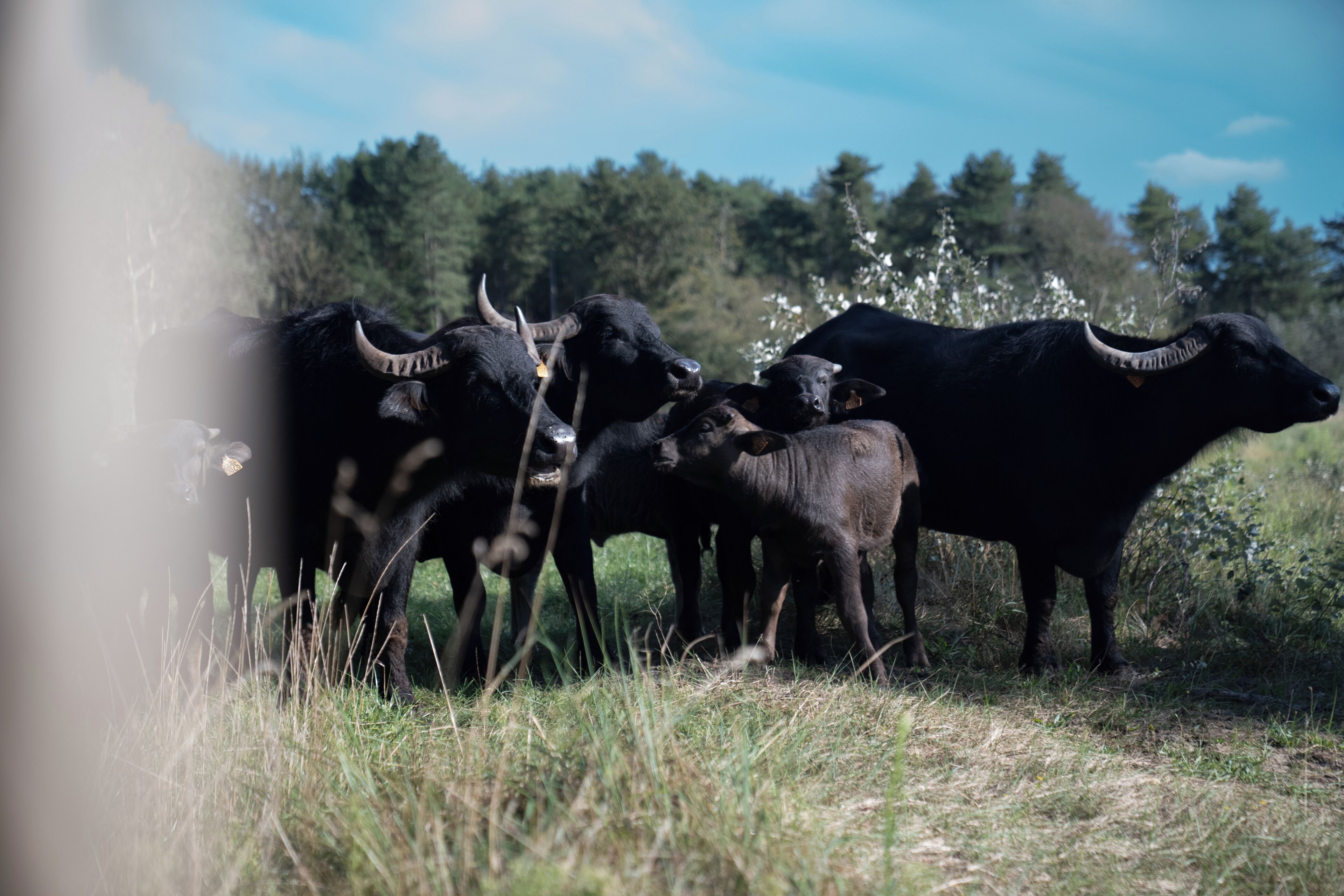 Eine Gruppe Rinder auf einer grasbewachsenen Wiese, im Hintergrund Bäume.