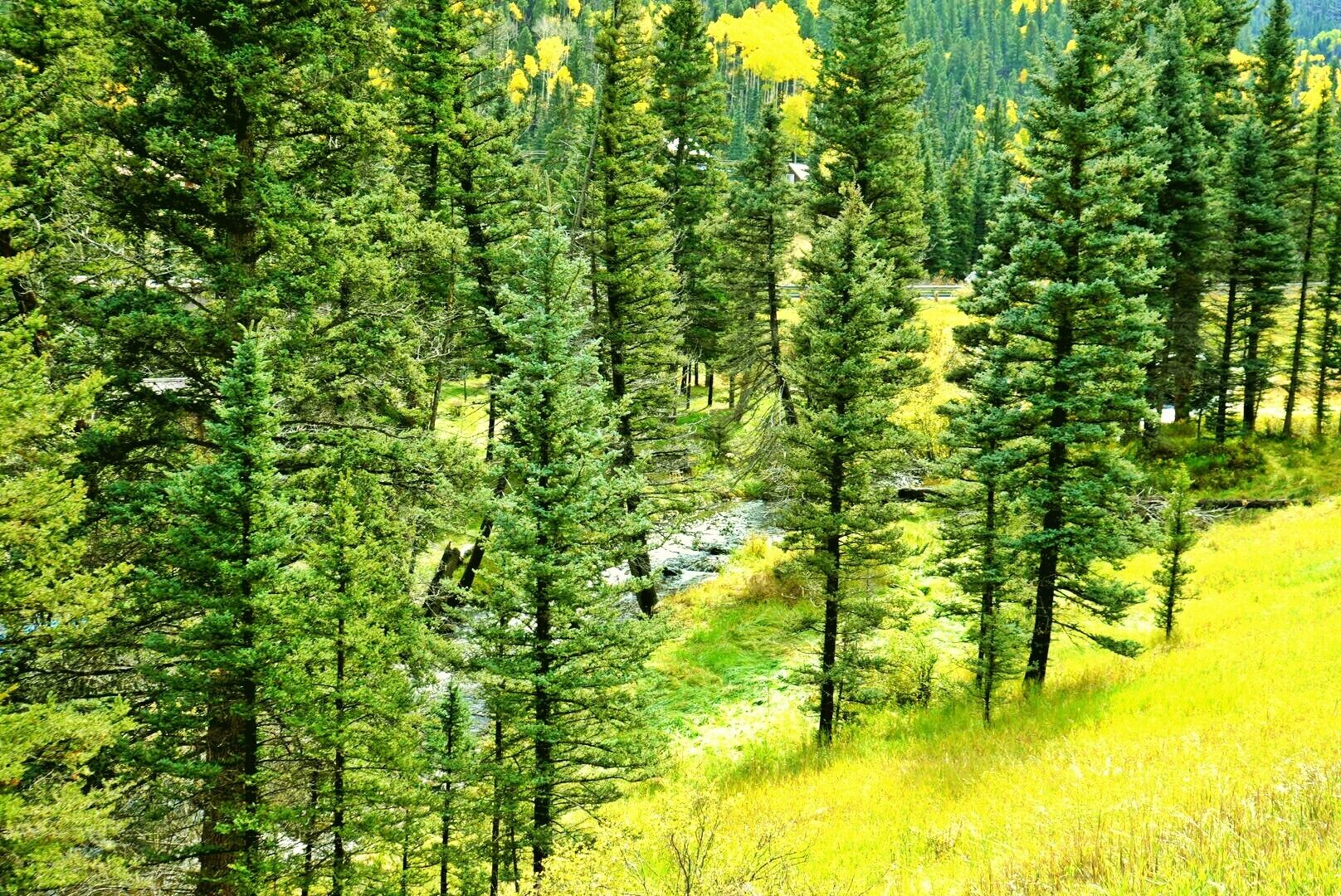 Une forêt dense, avec de grands arbres et une zone herbeuse.