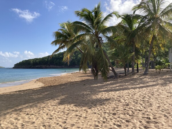 A beach with palm trees and a clear sky. - Coco-mango Apt. B, Studio Cosy, vue mer à 250 m de la Plage de la Perle (Deshaies)