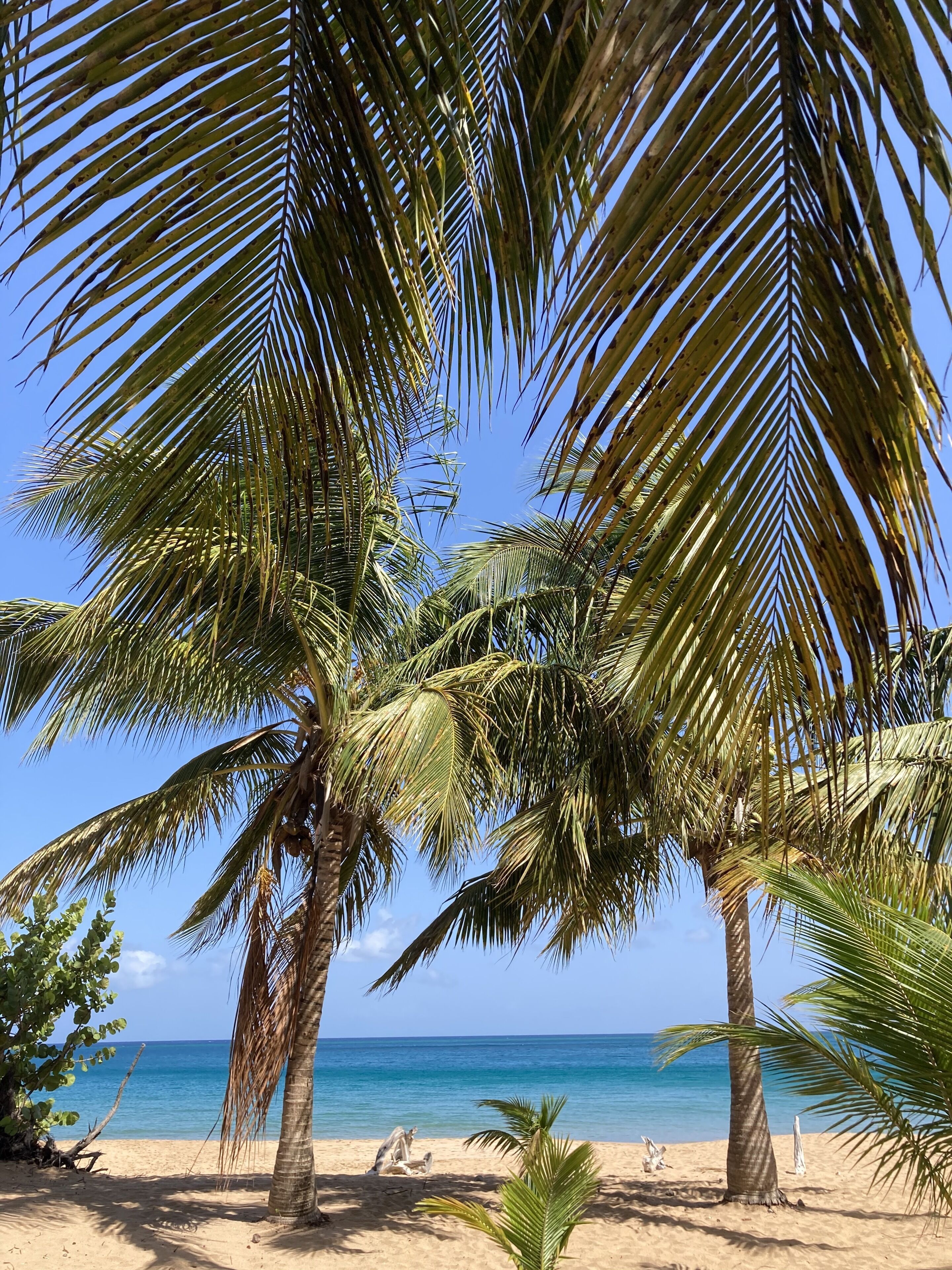 A beach with palm trees and a clear blue sky.