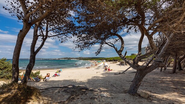 A beach with trees, a sandy shore, and the sea in the background. - 2517 Villetta Lido La Pineta by Barbarhouse (Gallipoli)