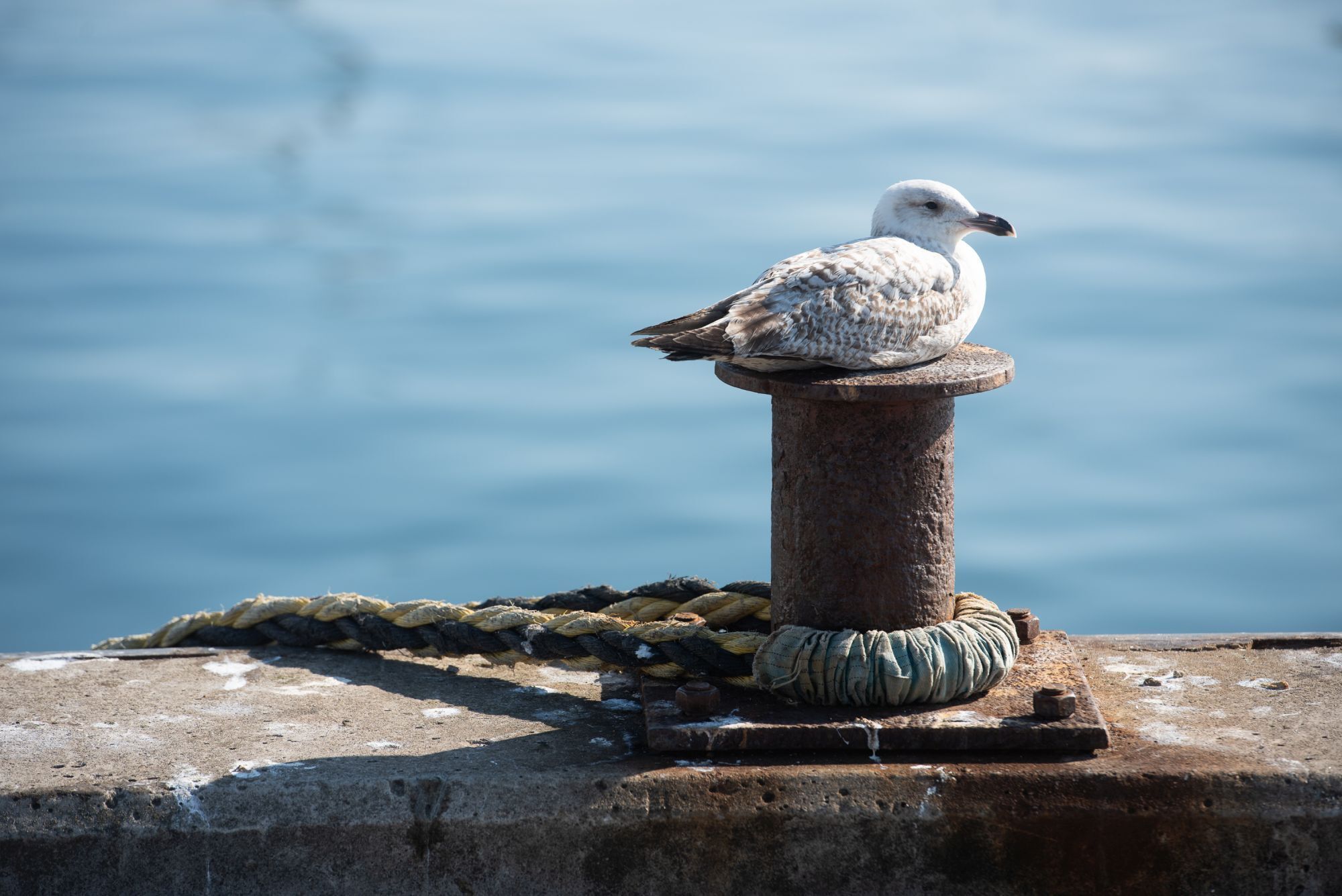 A seagull perched on a rusted metal post by a body of water.