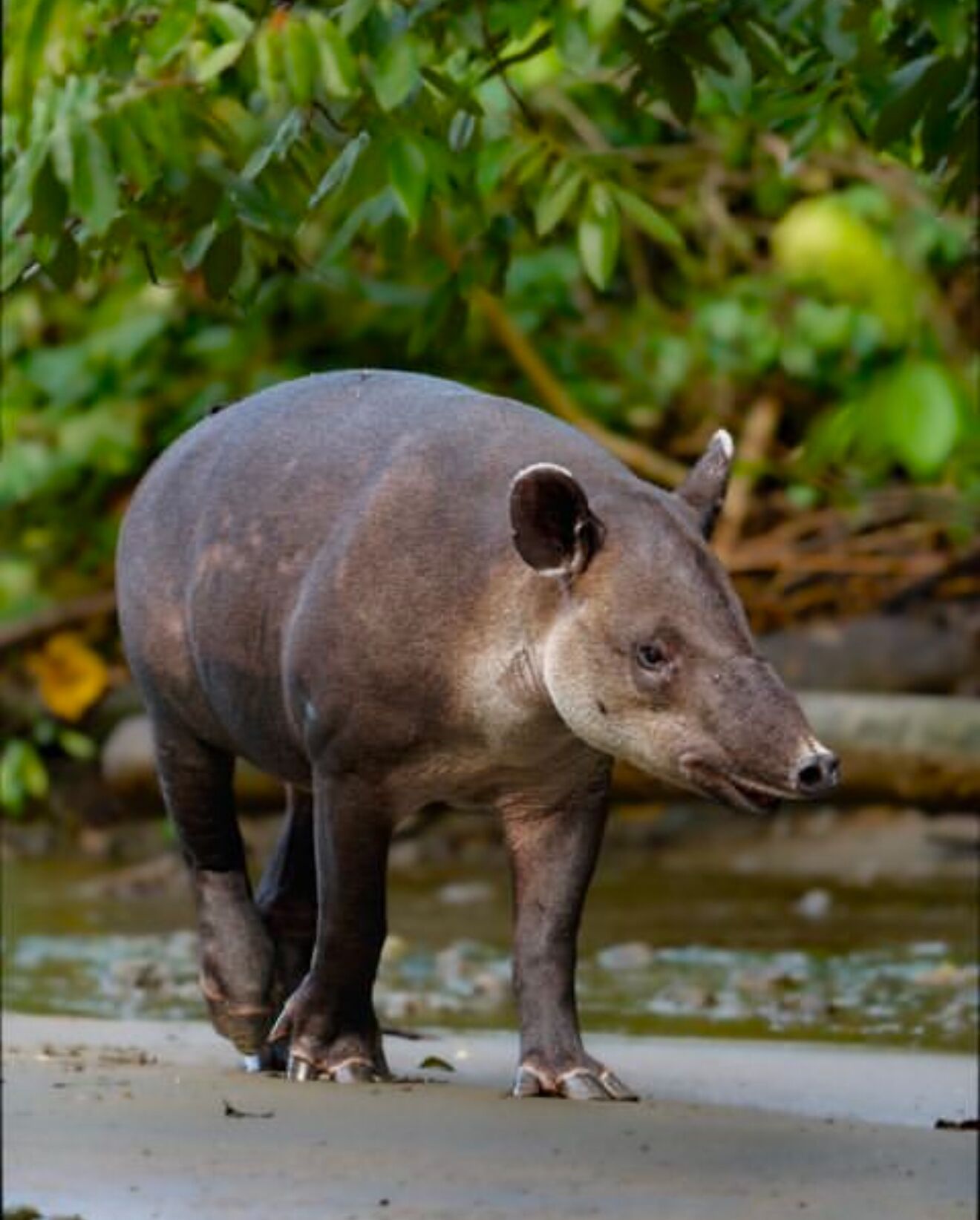 A large, dark-furred animal standing by a water body, surrounded by greenery.