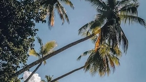 A beach with palm trees and a clear sky.