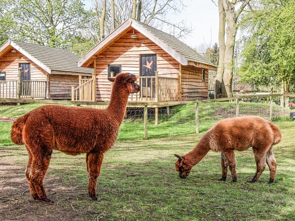 Casa de campo | Áreas de la propiedad