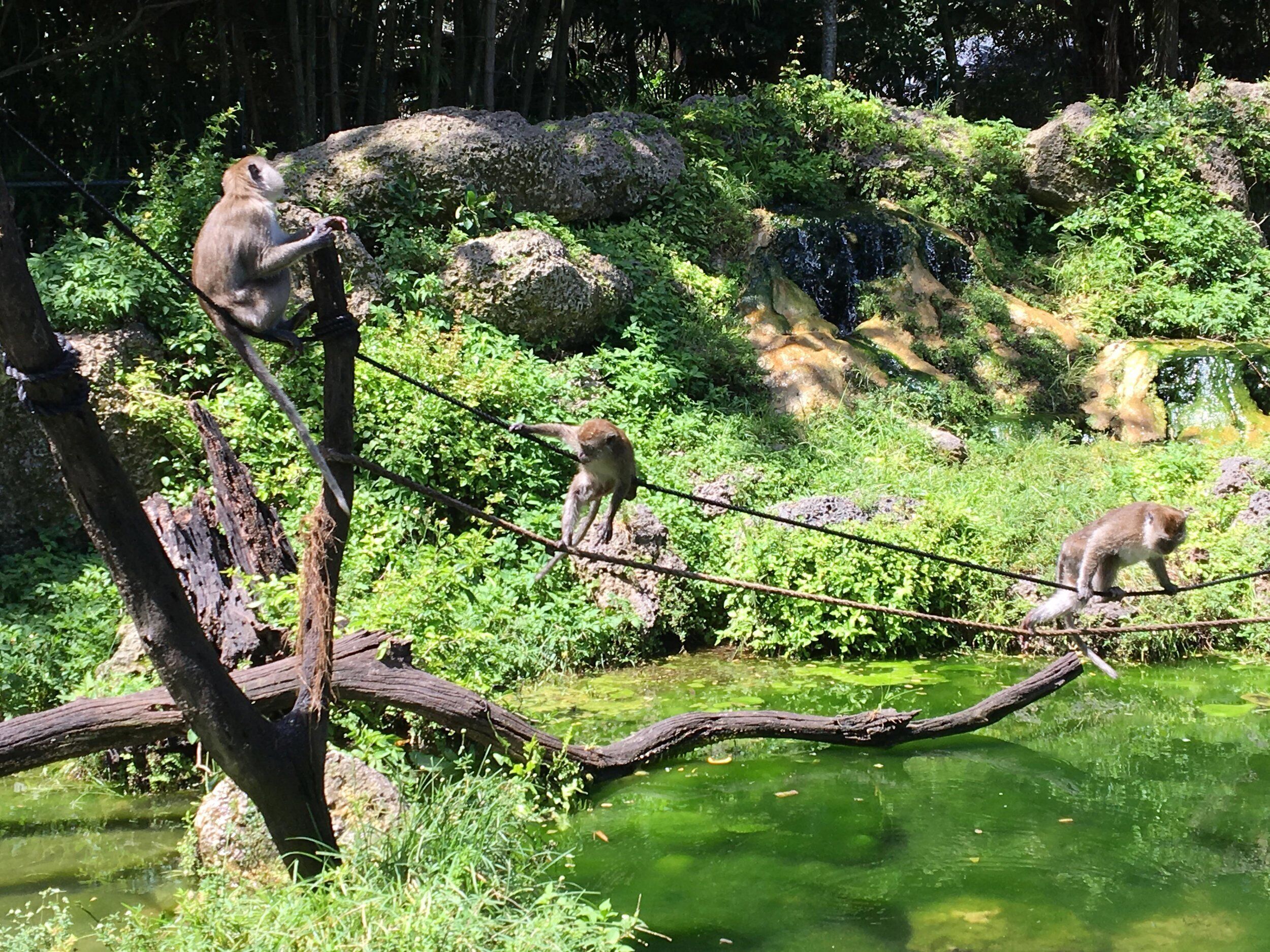 A natural outdoor setting with monkeys on a rope bridge over a body of water, surrounded by greenery and rocks.