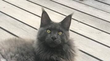 Aceita animais de estimação