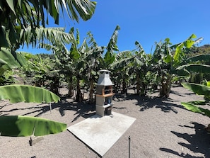 Um jardim com bananeiras e uma estrutura de concreto.