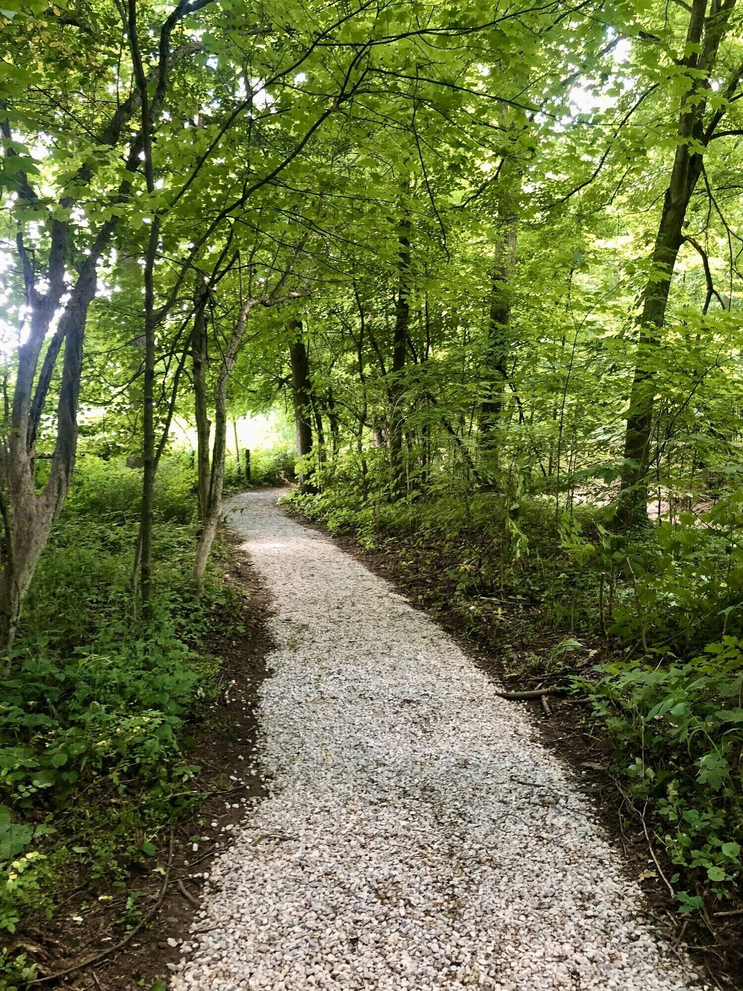 Un sentier de gravier traverse une zone densément boisée, bordée d’arbres des deux côtés.