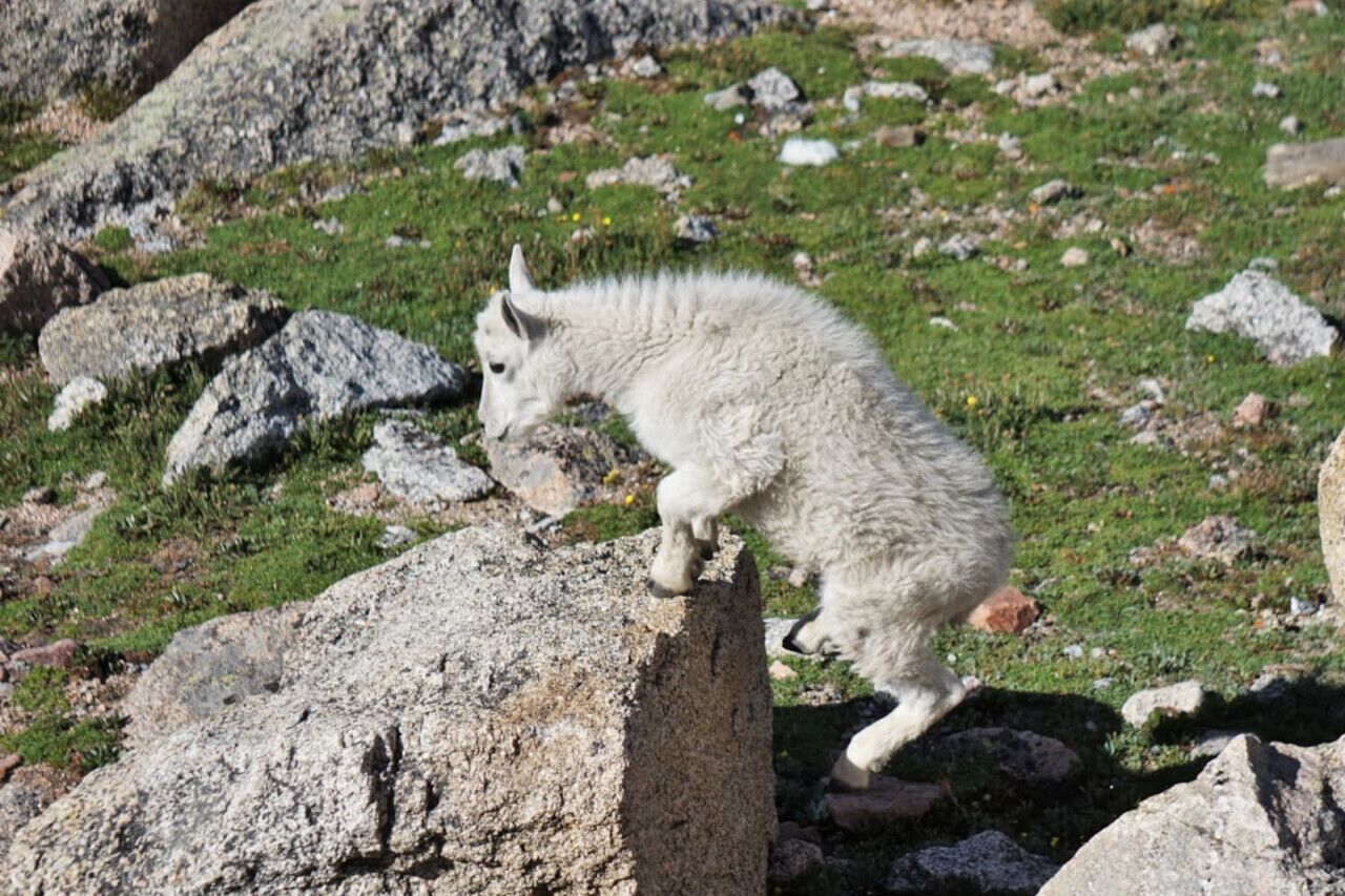 A mountain goat standing on a rock.