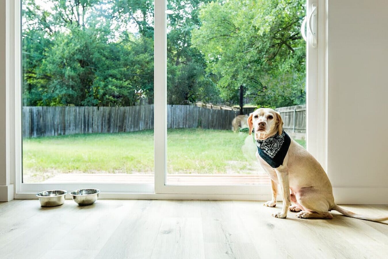 Un perro sentado junto a una ventana con vista a un jardín trasero.