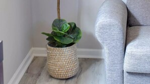 A tall potted plant with broad leaves in a woven basket, placed next to a grey upholstered armchair. - Private basement w/firepit ideal for longer stays (Suwanee)