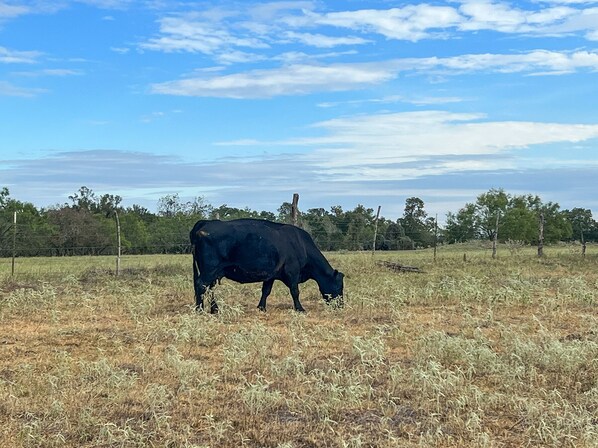 Una vaca negra pastando en un campo seco y cubierto de hierba, con un cielo despejado y árboles al fondo.