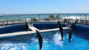 A pool with dolphins performing, surrounded by a white fence and a clear view of the ocean.