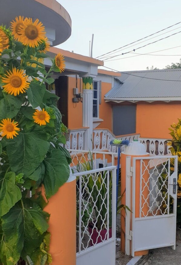 A residential area with a house featuring a white gate and a large sunflower plant in the foreground.