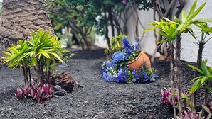 A garden with small plants, a tree, and a terracotta pot with flowers.