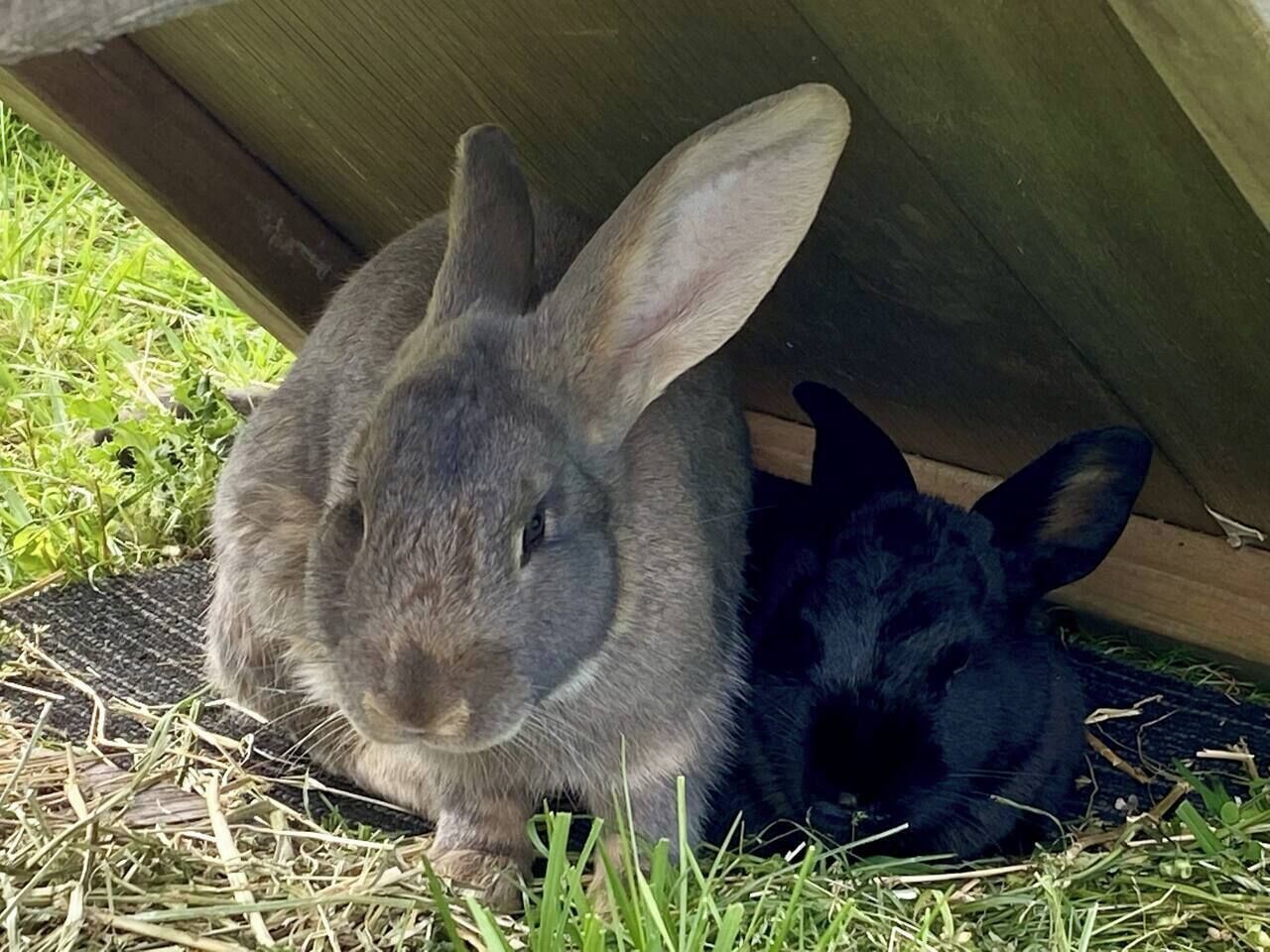 Un lapin se trouve sous une structure en bois, entouré d’herbe.