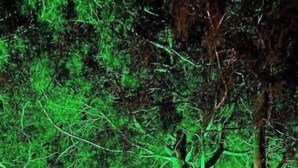 Un área de estar al aire libre con una mesa redonda y sillas, rodeada de árboles.