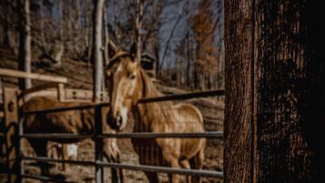 Un cheval se tient derrière une clôture métallique, dans une zone abritant des écuries, avec des arbres en arrière-plan.