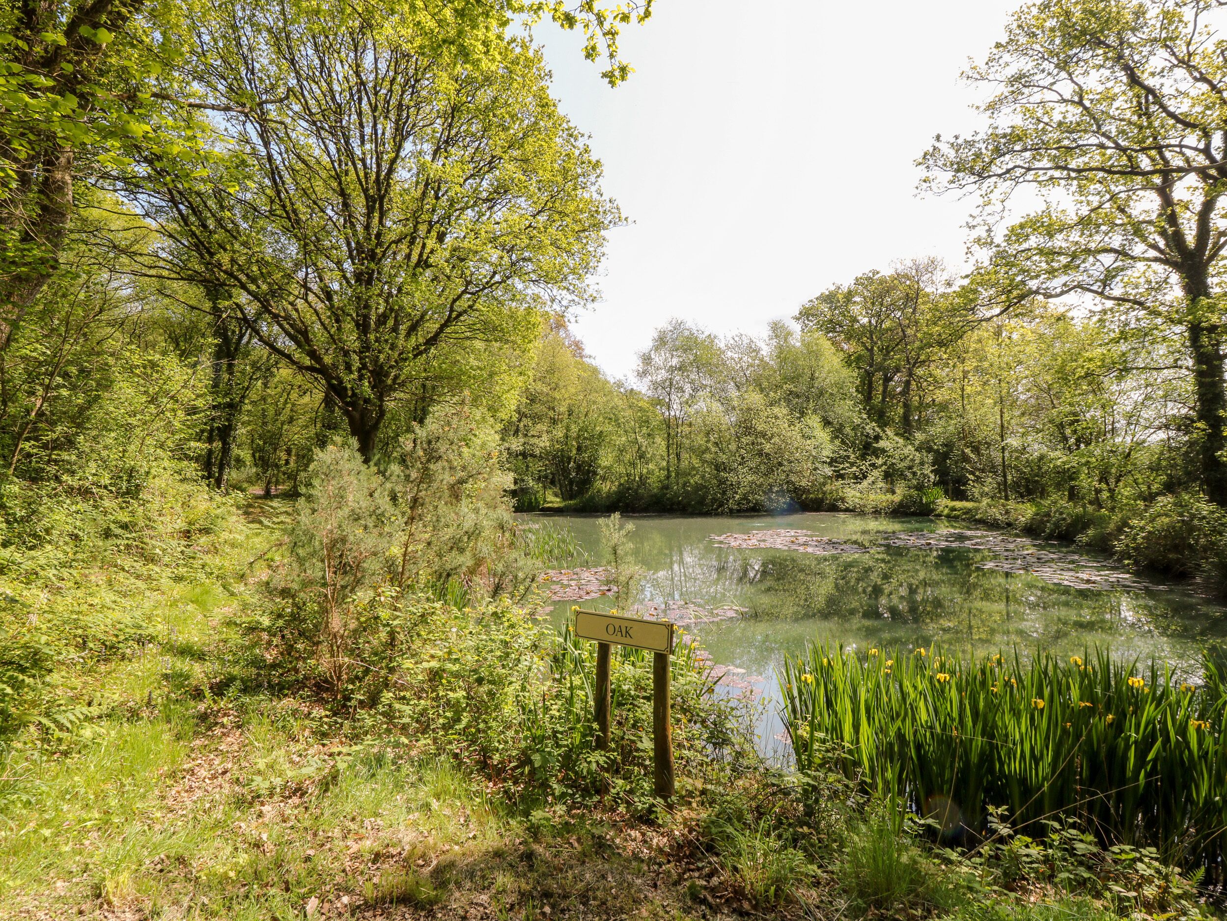 Eine friedliche Naturlandschaft mit einem Teich, umgeben von üppigem Grün und Bäumen.