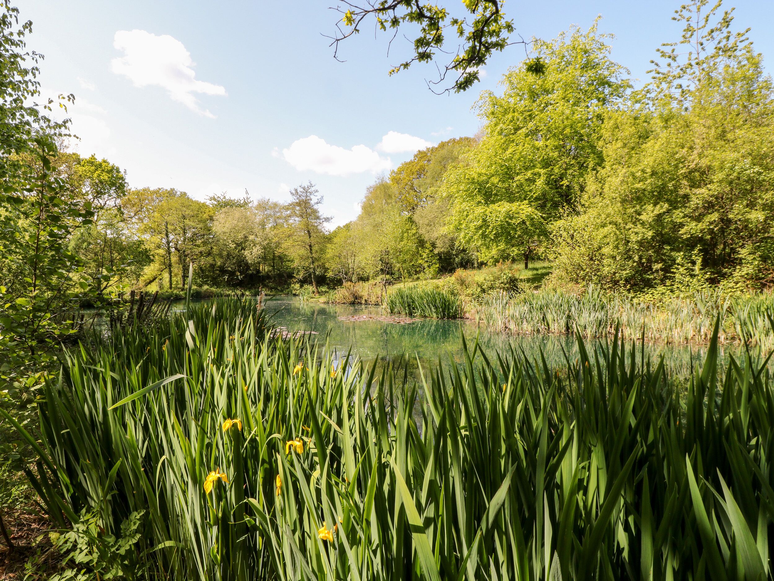 A serene pond surrounded by lush greenery and trees.
