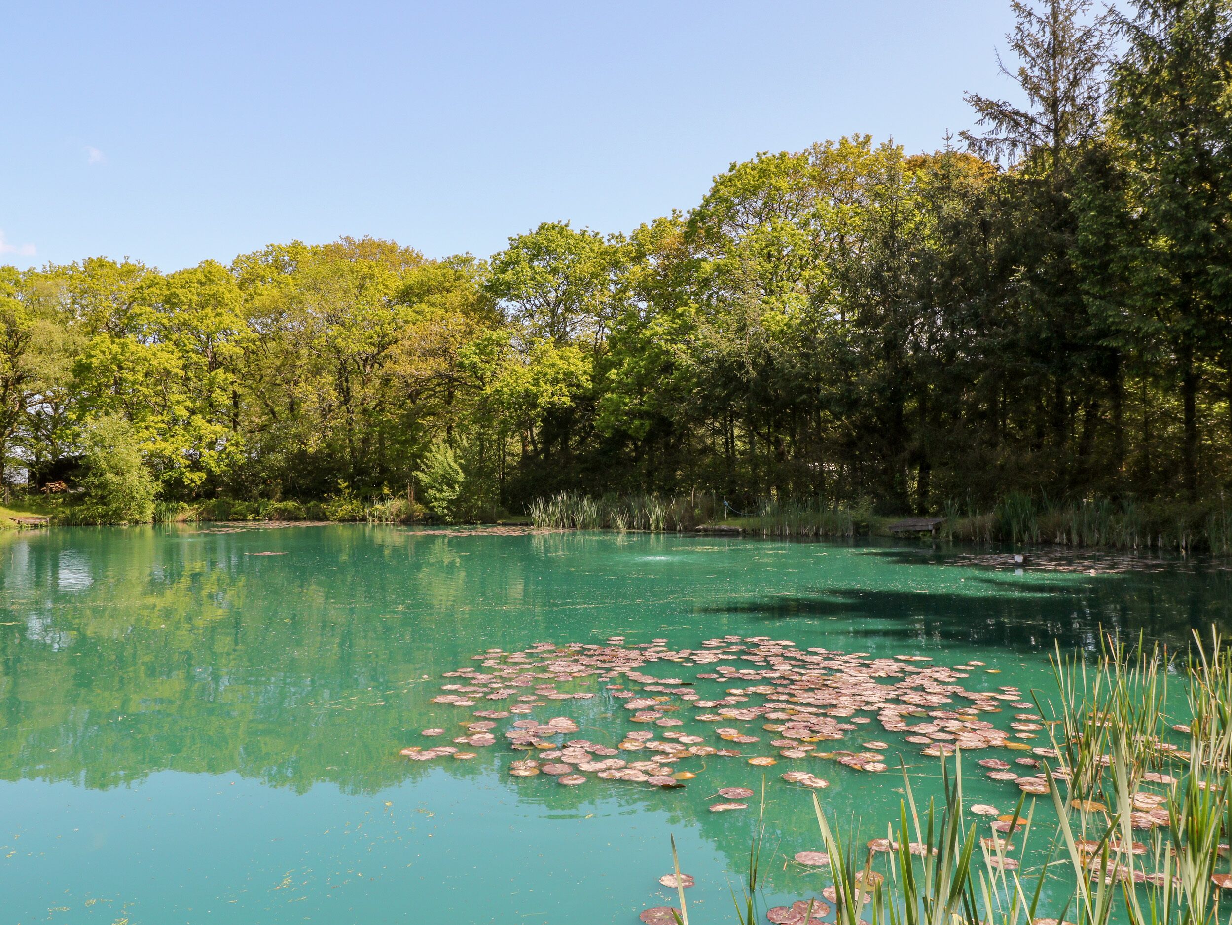 A serene lake surrounded by dense trees.