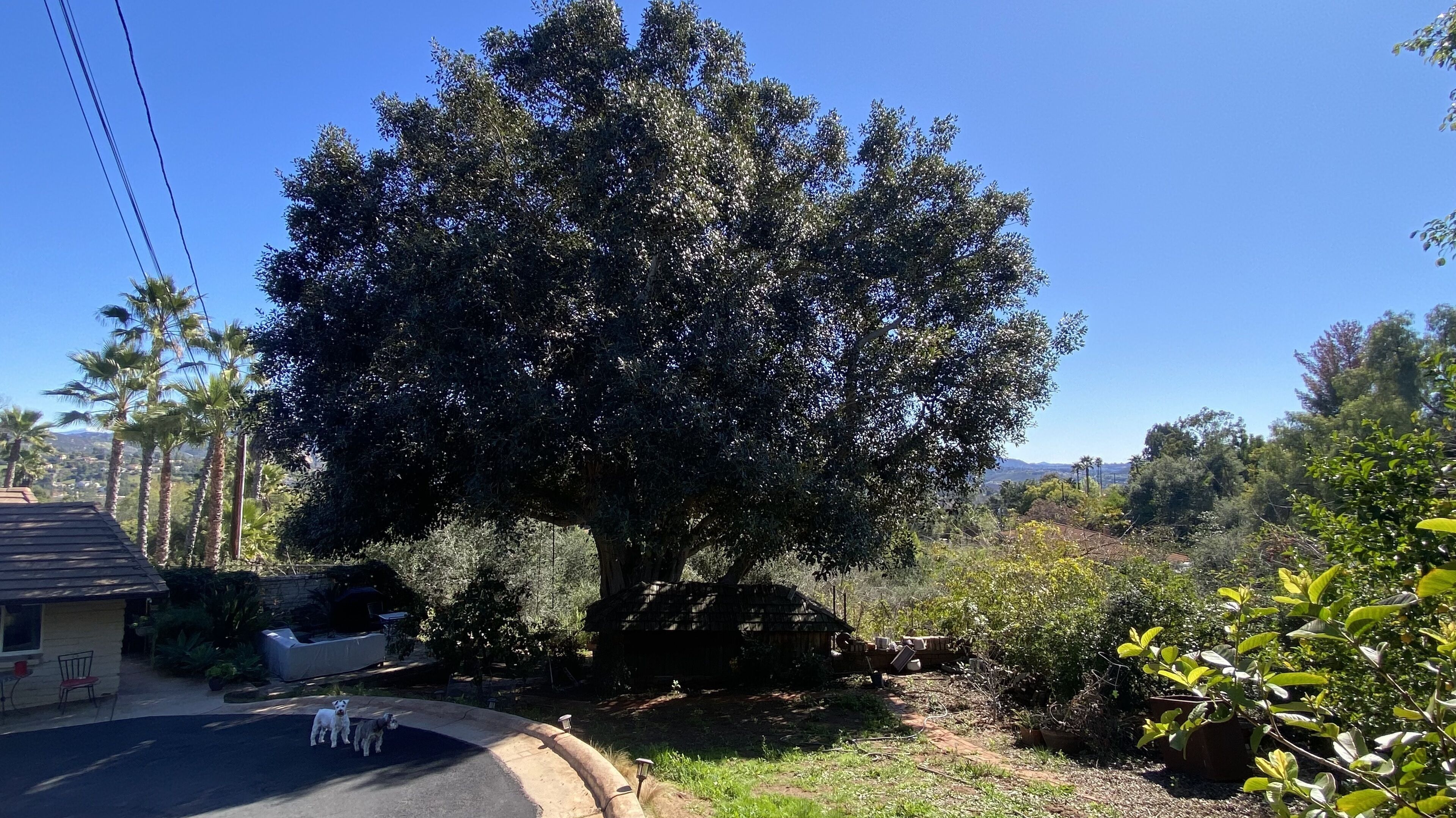 A large tree in a residential area with a paved driveway and a house in the background.
