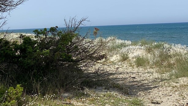 A beach with sparse vegetation and a clear view of the ocean. - Charming Bas de villa beach walking natural site (Venzolasca)