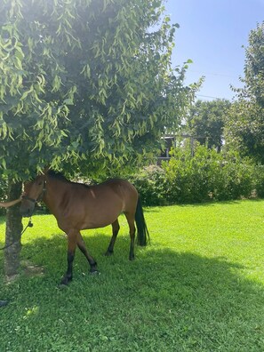 Jardines del alojamiento