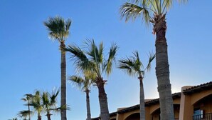 A row of palm trees lining a paved walkway with a building featuring balconies and a yellow facade in the background.