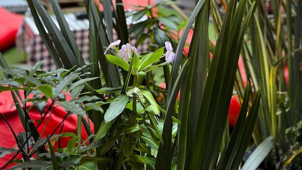 Un área de estar moderna al aire libre con una mezcla de cojines rojos y azules, rodeada de plantas verdes altas y flores moradas.