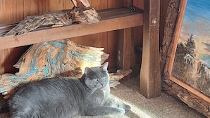 A wooden table with a carved log centerpiece, a metal candle holder, and a framed painting on the right. A gray cat is lying on the floor beneath the table. - Comanche inn (Coldwater)