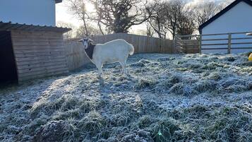 A goat in a fenced area with wooden buildings and a clear sky.
