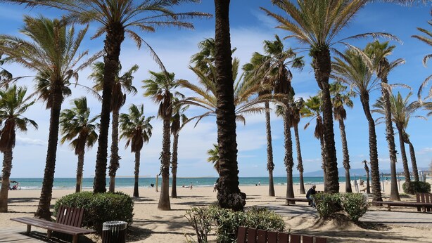 Una playa con altas palmeras, una orilla arenosa y un cielo azul despejado.