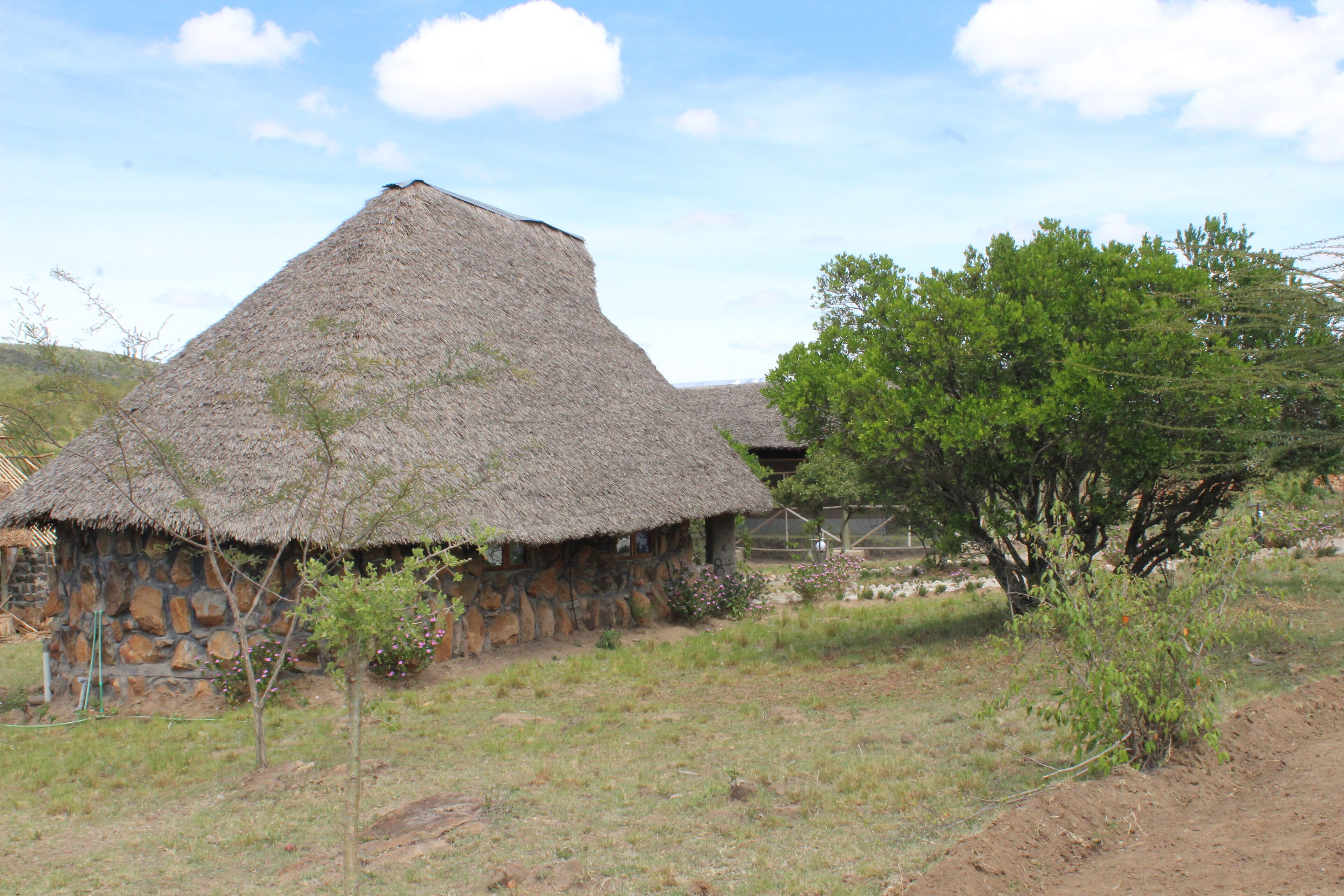 A stone house with a thatched roof and a tree in the foreground.