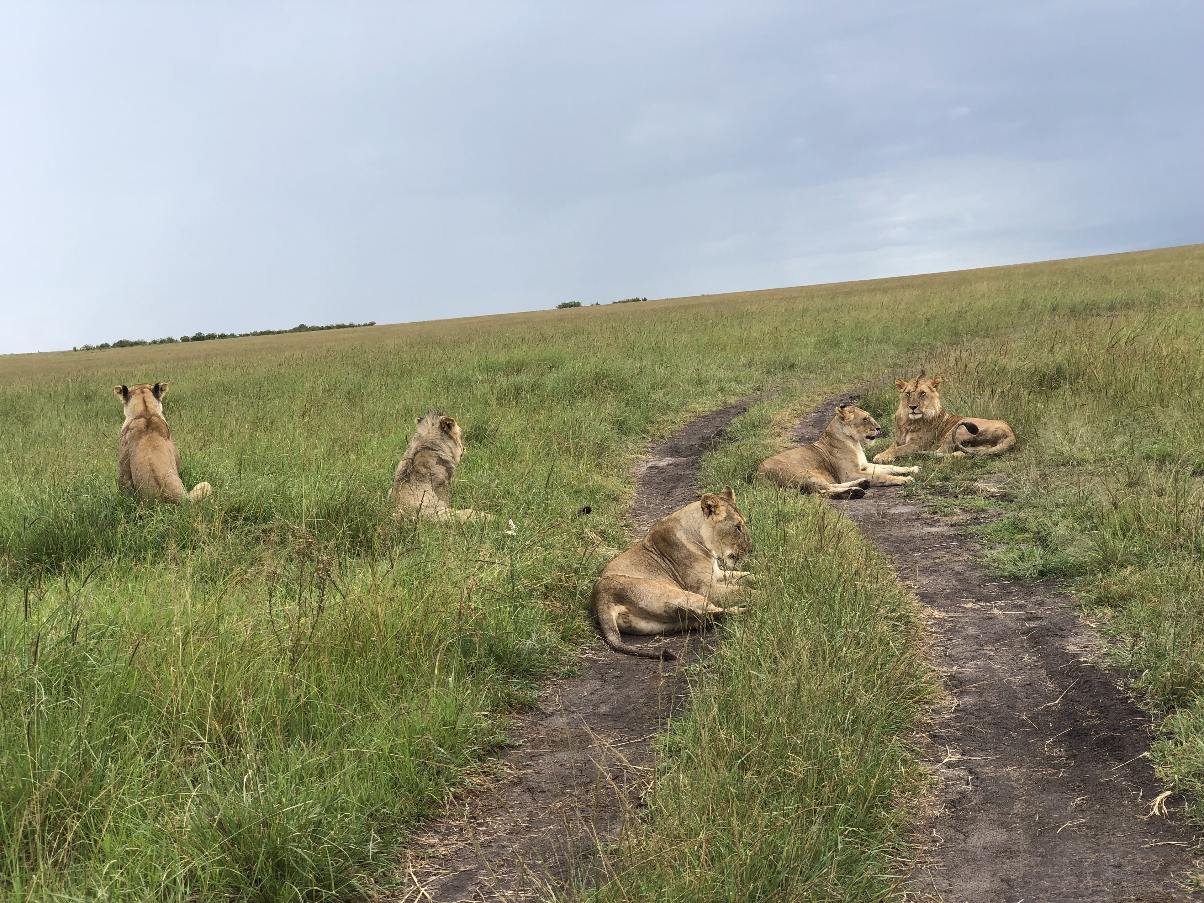 A group of lions resting on a dirt path in a grassy field.