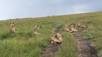 A group of lions resting on a dirt path in a grassy field.