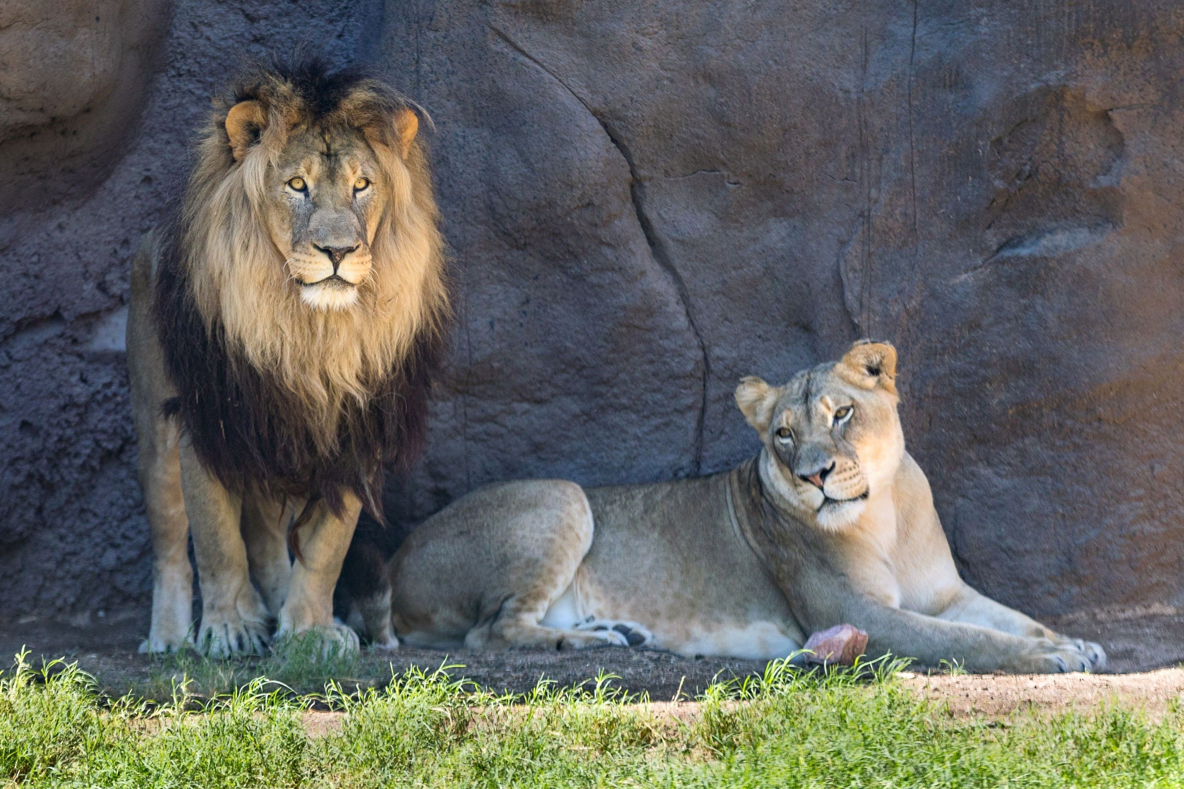 A lion and a lioness in a rocky enclosure with grass in the foreground.
