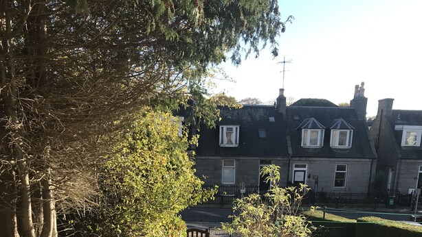 Un patio residencial con un sendero empedrado que lleva a una reja, rodeado de árboles y plantas florecientes.