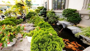 A landscaped garden with various plants and a small pond with fish.