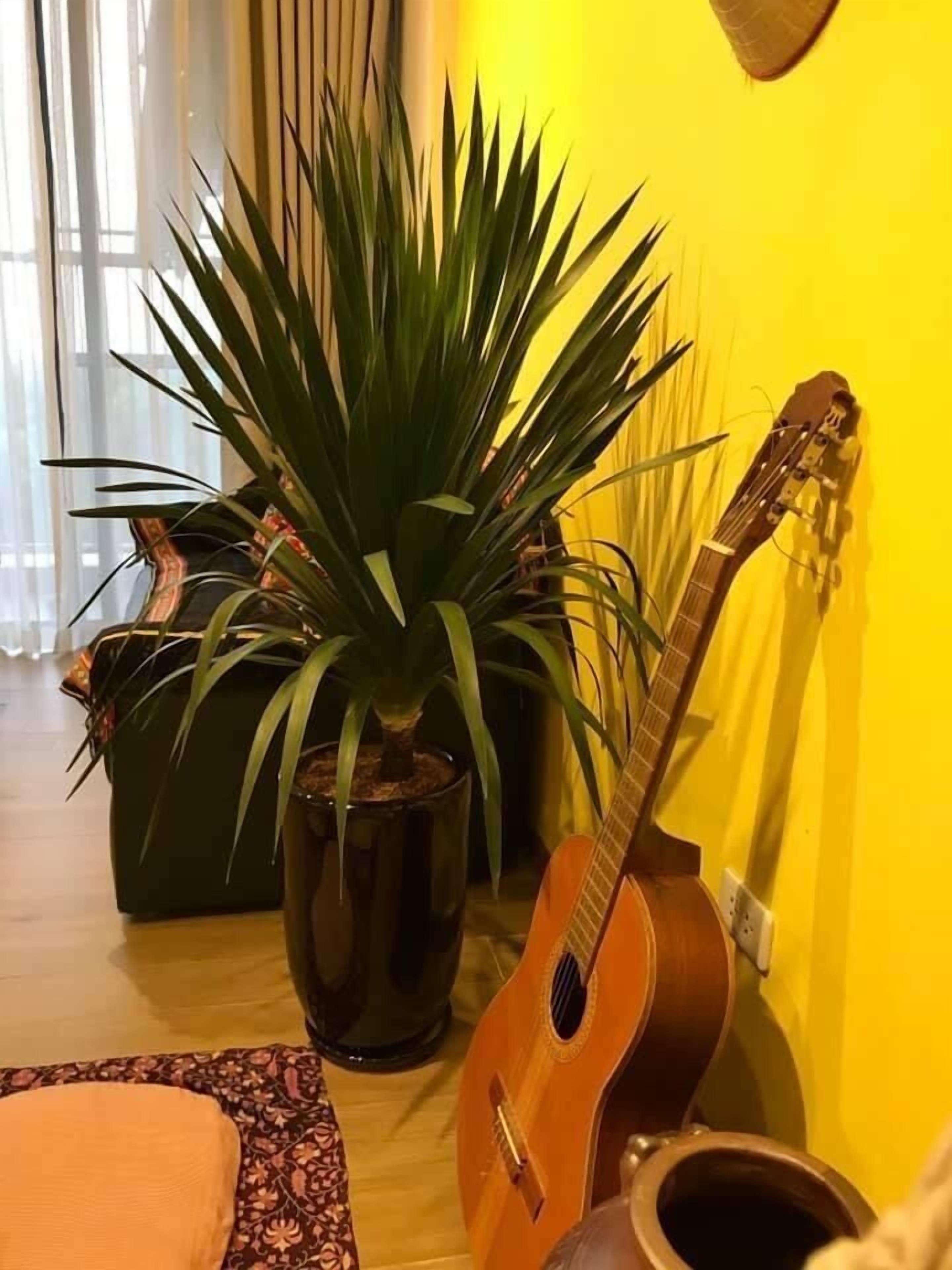 A room with a potted plant, a guitar, and a wooden floor.