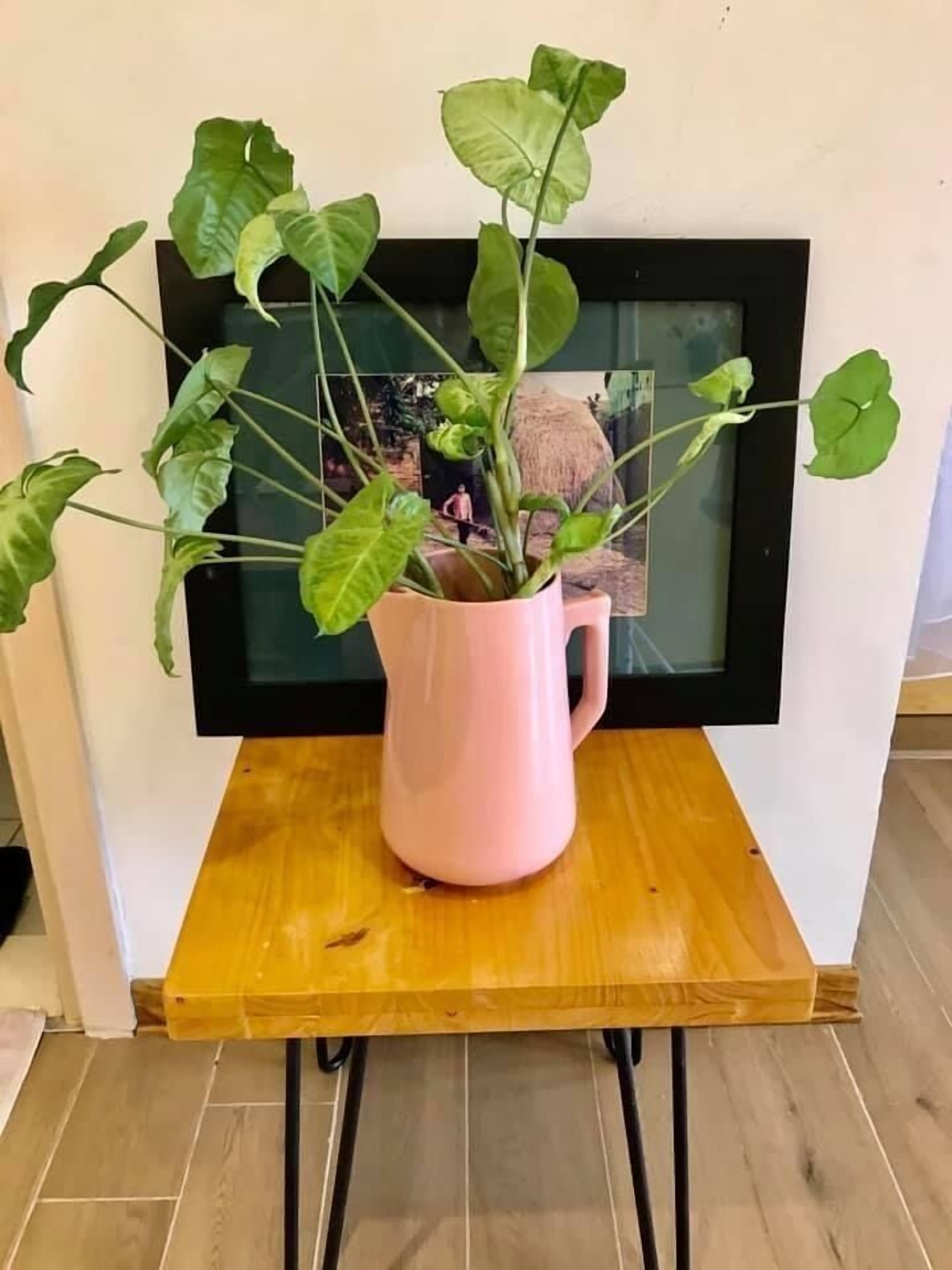 A pink plant in a pitcher on a wooden table in front of a framed picture.