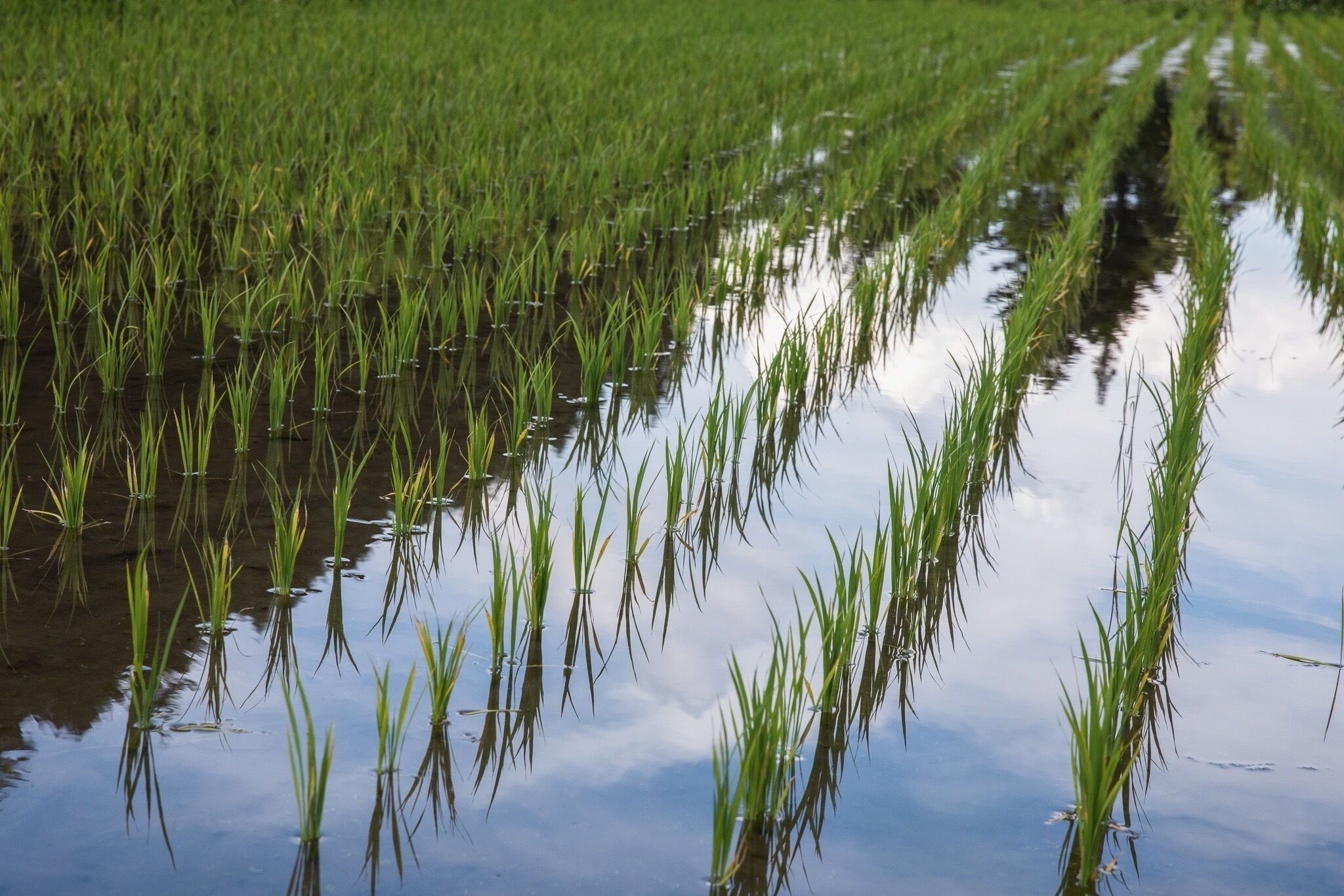 A flooded rice field with water reflecting the sky and surrounding vegetation.