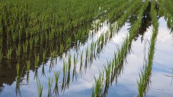 A flooded rice field with water reflecting the sky and surrounding vegetation.