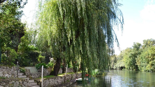 Un tranquilo paseo junto al río con un muro de piedra y escalones que bajan al agua, rodeado de abundante vegetación y un sauce llorón.